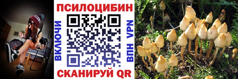 что такое   Сокол  МЕГА ТОР  Псилоцибиновые грибы Cubensis 
